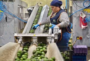México llega a la revisión agro del T-MEC con una caída de sus exportaciones a EU
