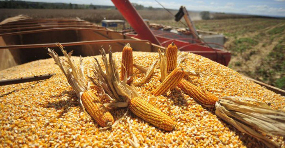 Producción de maíz de México crecerá a 28.5 millones toneladas en 2023, estima Sader