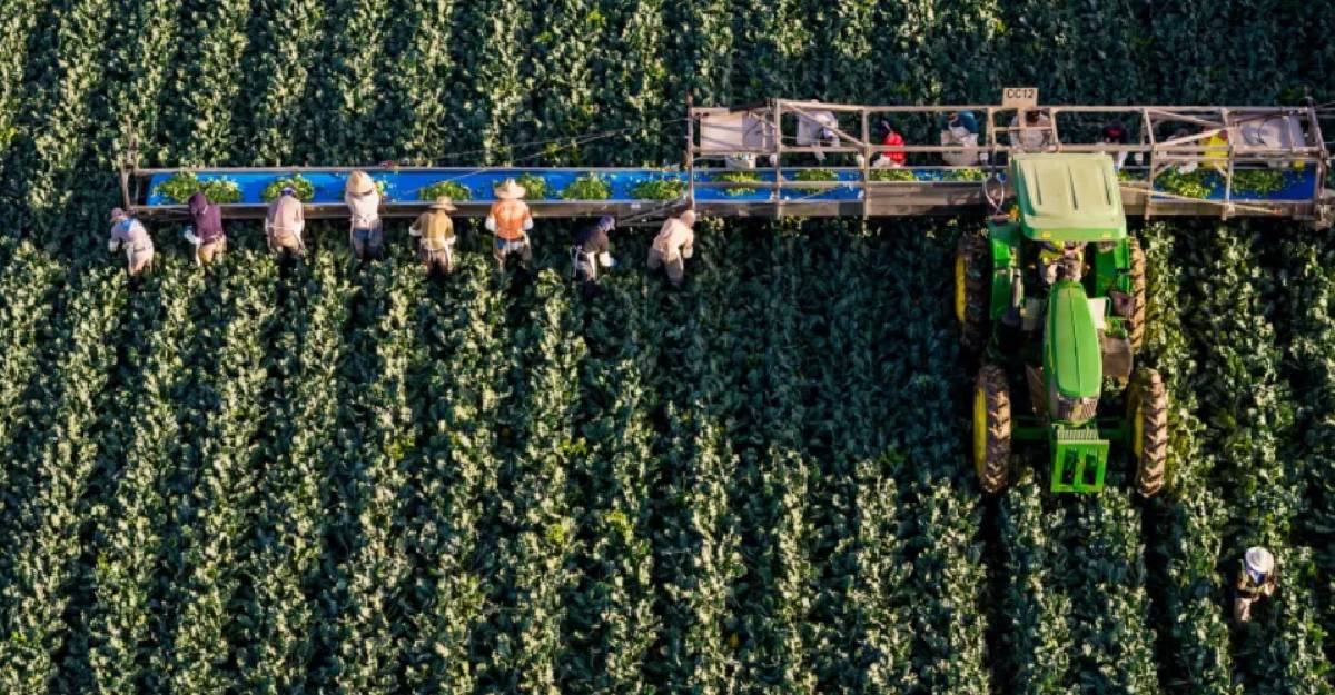 Trabajo forzoso y migración laboral elevan riesgo comercial del agro en T-MEC